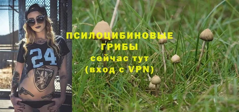 Псилоцибиновые грибы Psilocybe  Алапаевск 